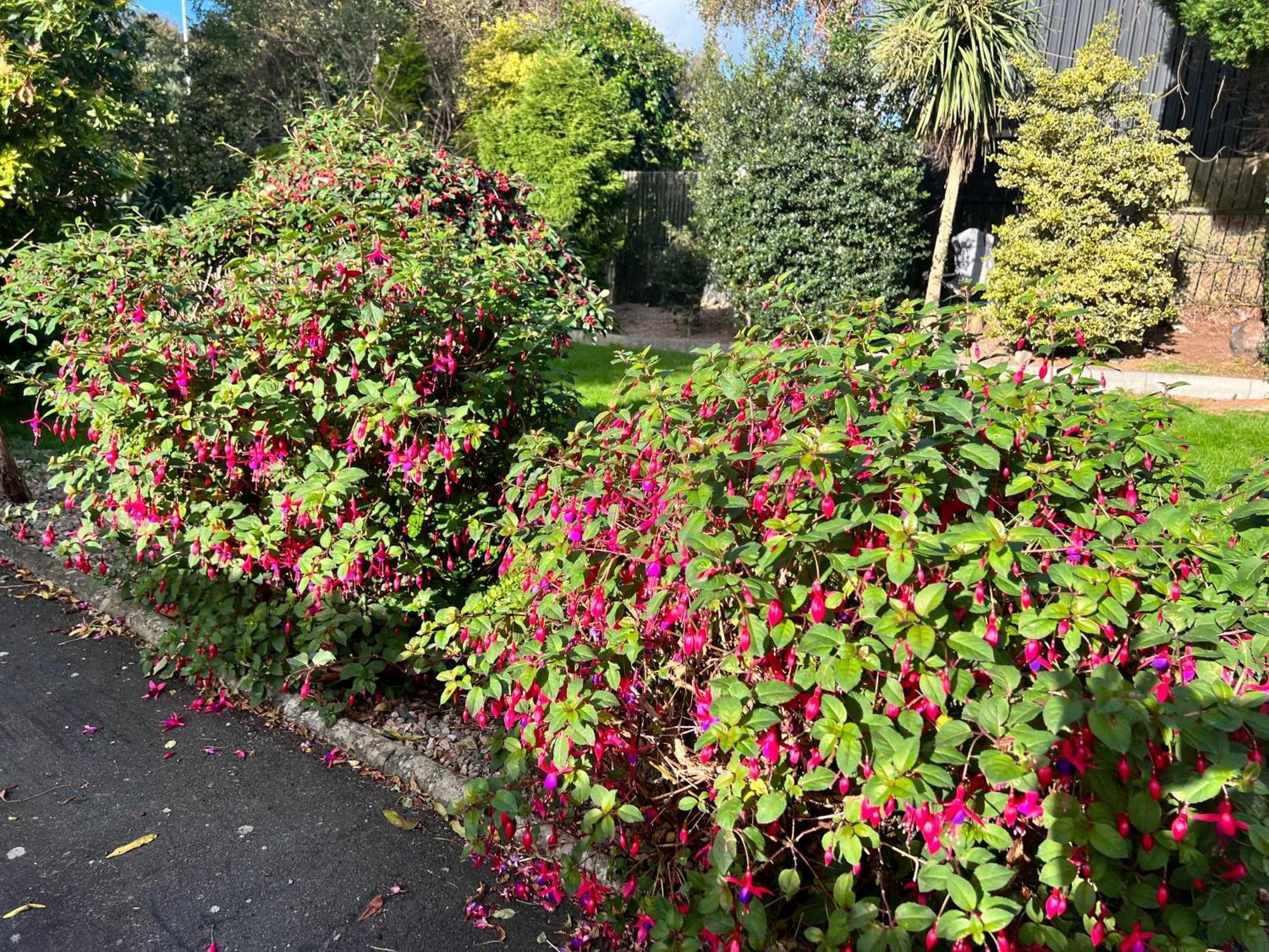 Ashfield Bed & Breakfast Belfast Exteriör bild